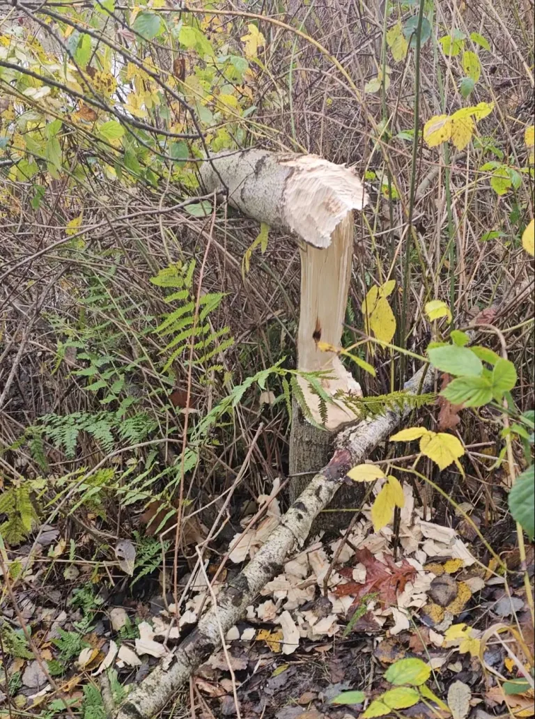 Beversporen omgeknaagde boom