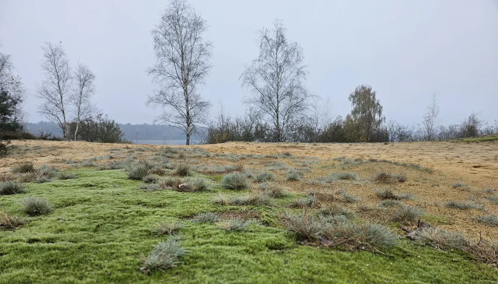 Duingebied met uitzicht op het Reindersmeer