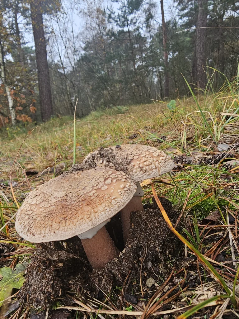 Paddenstoelen Parelamaniet