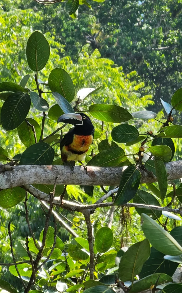 Tucan vogel Tikal in De jungle van Guatemala