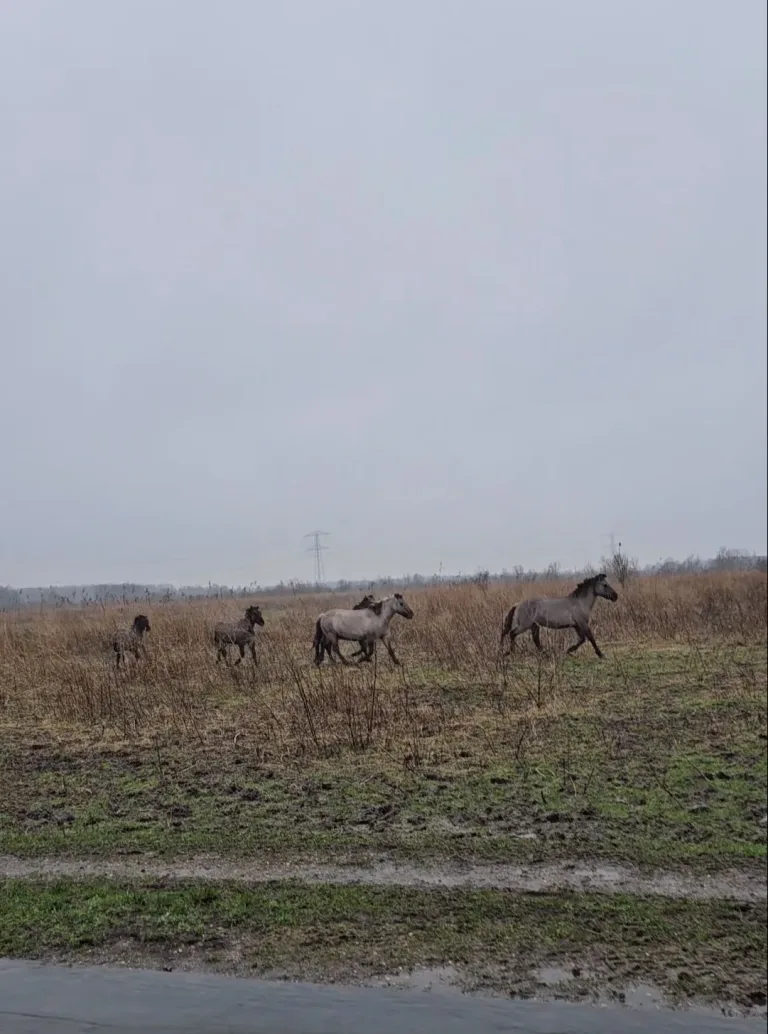 konikpaarden oostvaardersplassen